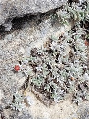 Trichodiadema occidentale