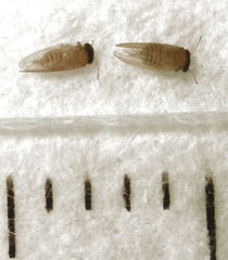 Ctenarytaina insularis