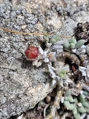 Trichodiadema occidentale