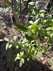 Ligustrum vulgare