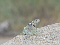 Sceloporus cyanogenys