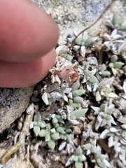 Trichodiadema occidentale