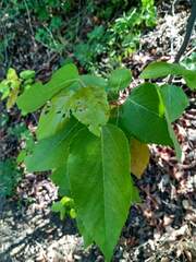 Aristotelia chilensis