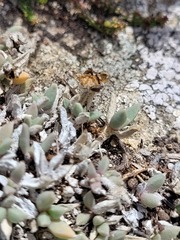 Trichodiadema occidentale