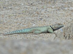 Sceloporus cyanogenys