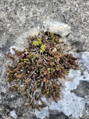 Galium bredasdorpense
