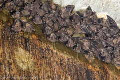 Rousettus aegyptiacus