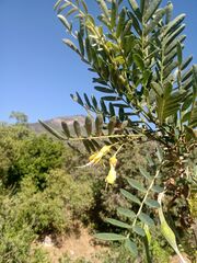 Sophora macrocarpa