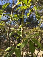 Ligustrum vulgare