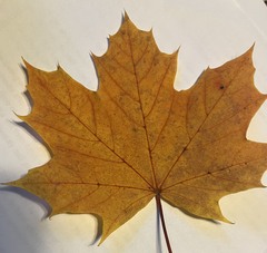 Acer
