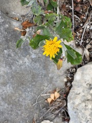 Berkheya coriacea