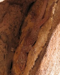 Ptyodactylus guttatus
