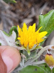 Berkheya coriacea
