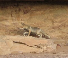 Vulpes vulpes arabica