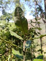 Aextoxicon punctatum