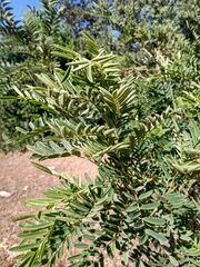 Sophora macrocarpa