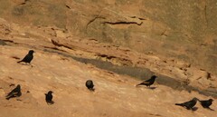 Onychognathus tristramii