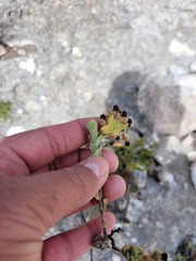 Hermannia trifoliata