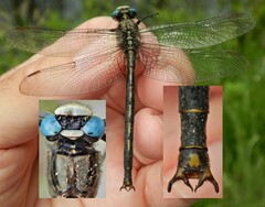 Arigomphus cornutus