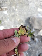 Hermannia trifoliata