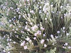 Aspalathus globulosa