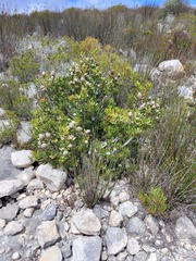 Leucadendron muirii