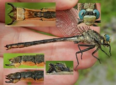 Arigomphus cornutus