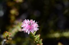 Diastella divaricata divaricata