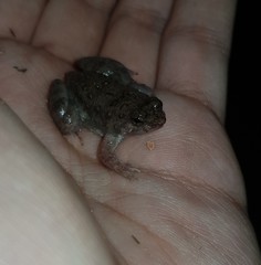 Occidozyga martensii