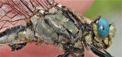 Arigomphus cornutus