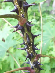 Kalopanax septemlobus