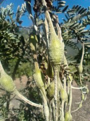 Sophora macrocarpa
