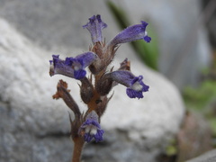 Phelipanche nana