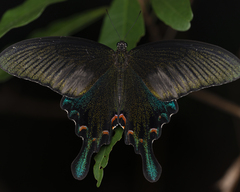 Papilio bianor