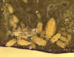 Ctenarytaina insularis