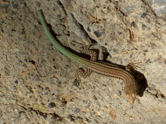 Podarcis cretensis