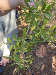 Ligustrum vulgare