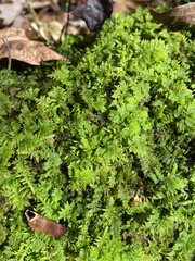 Thuidium