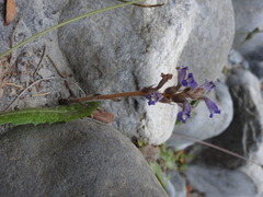 Phelipanche nana