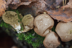 Apioperdon pyriforme