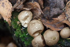 Apioperdon pyriforme