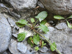 Rumex tuberosus