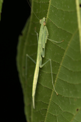 Sinomantis denticulata