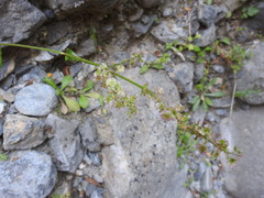 Rumex tuberosus