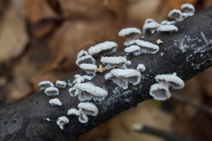Schizophyllum commune
