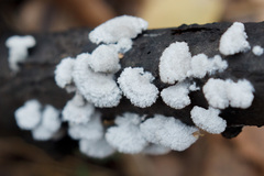 Schizophyllum commune