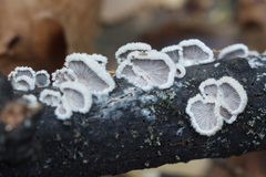 Schizophyllum commune
