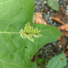 Calycomyza platyptera