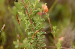 Hermannia ternifolia