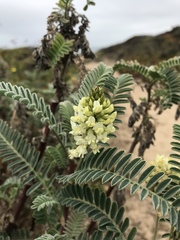 Astragalus pycnostachyus